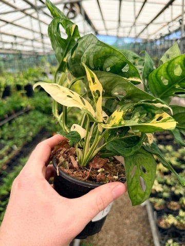 Handpicked #121 - Monstera Adansonii - Monkey Mask - Variegated Albo - Double Planted