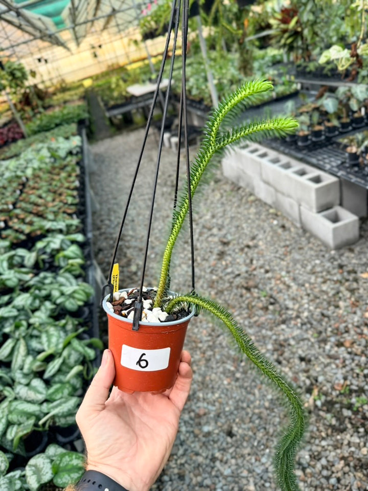 Handpicked #6 - Phlegmariurus squarrosus [Huperzia Squarrosa] - Thailand Large Rock Tassel Fern