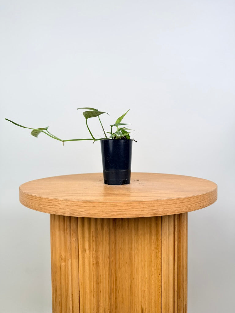 Epipremnum Pinnatum - Mint