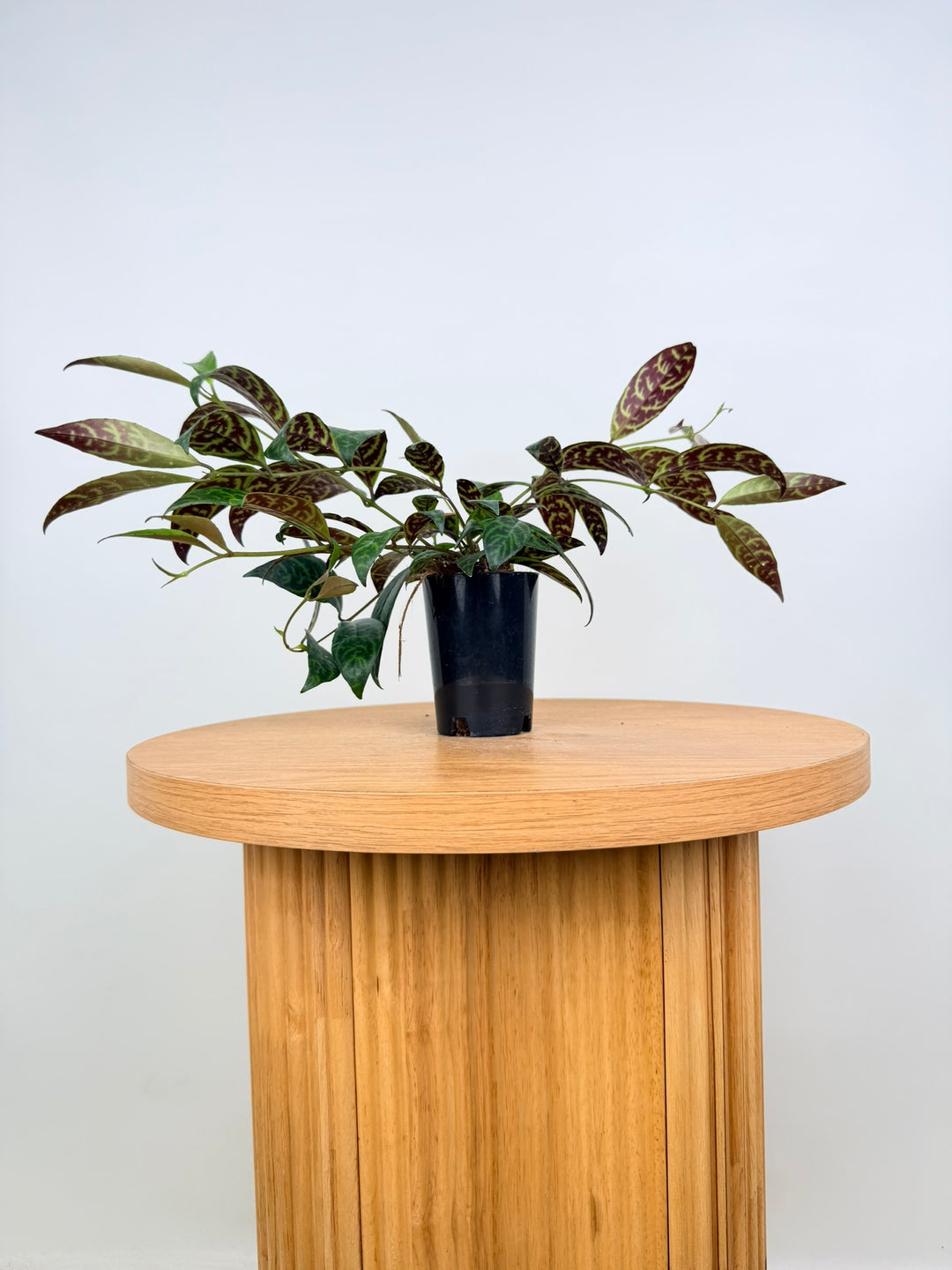 Aeschynanthus Longicaulis - Black Pagoda - Lipstick Plant