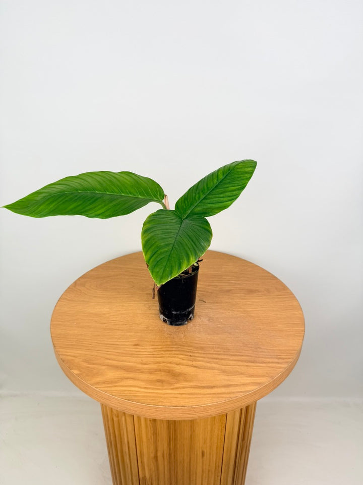Philodendron Rugapetiolatum