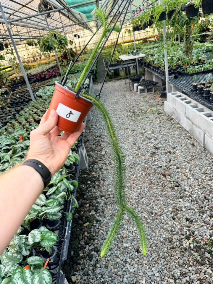 Handpicked #8 - Phlegmariurus squarrosus [Huperzia Squarrosa] - Thailand Large Rock Tassel Fern