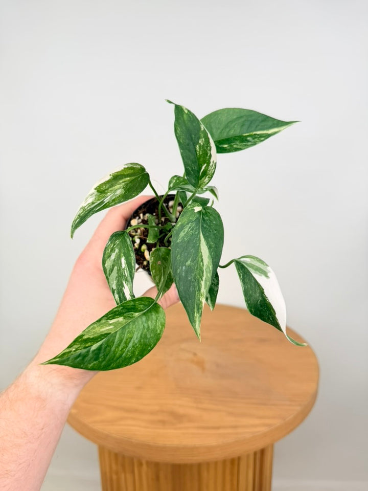 Epipremnum Pinnatum - Variegata Albo