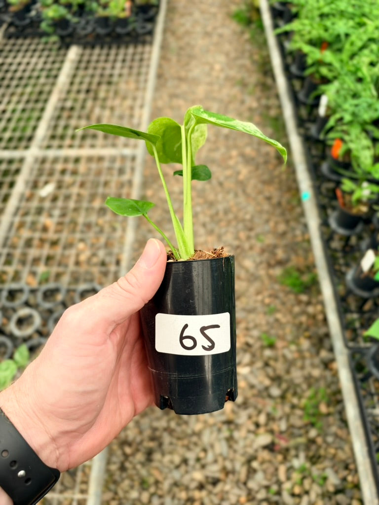 Handpicked #65 - Monstera Deliciosa - Bulbasaur