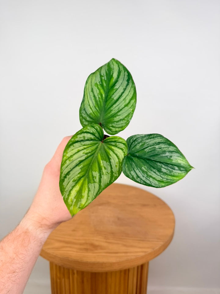 Philodendron Mamei - Silver Cloud
