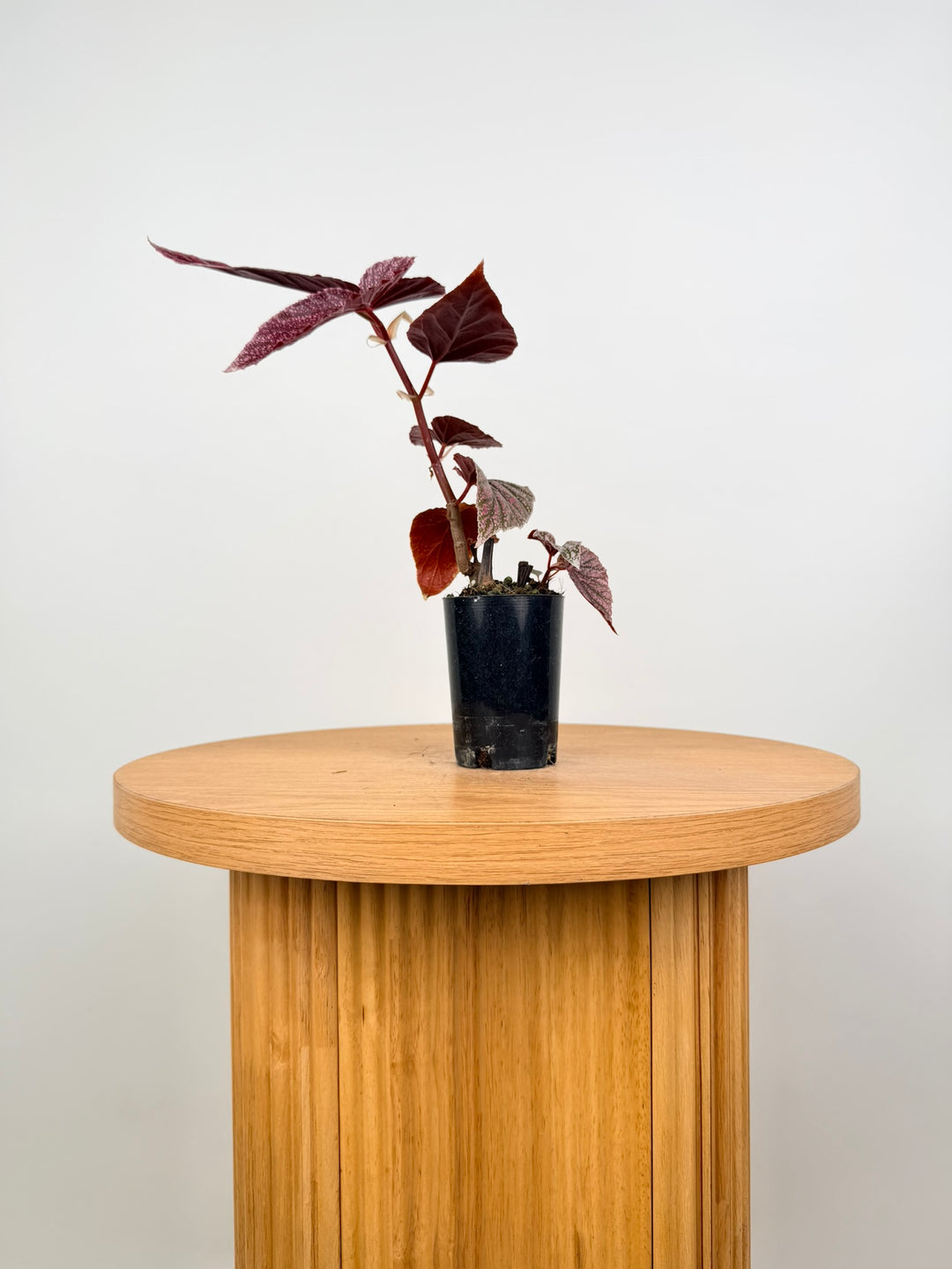 Begonia Maurice Amey