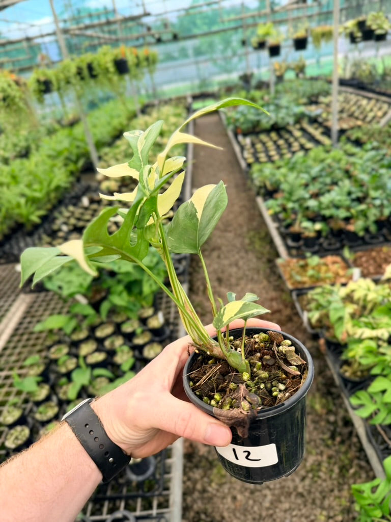 Handpicked #12 - Rhaphidophora Tetrasperma Variegata Albo