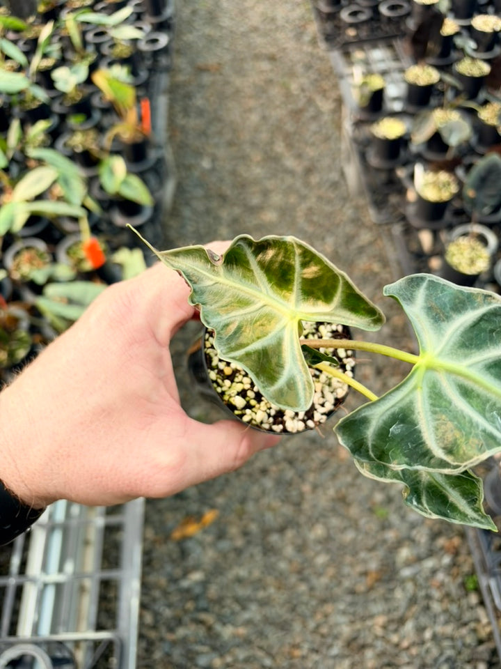 Handpicked #84 - Alocasia Loco