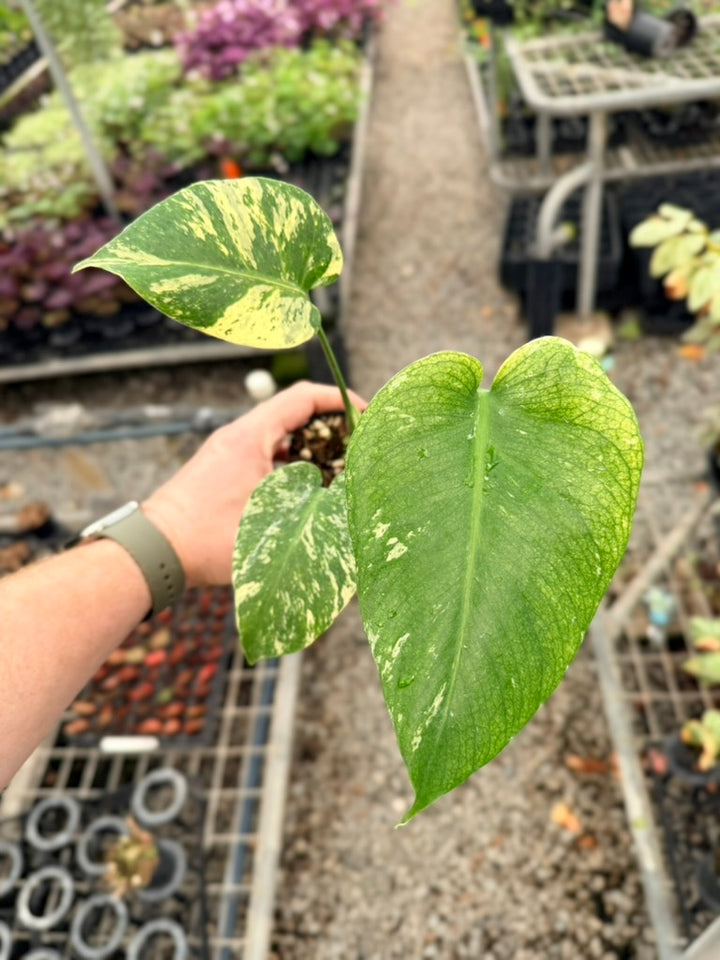 Handpicked #27 - Monstera Deliciosa Mint