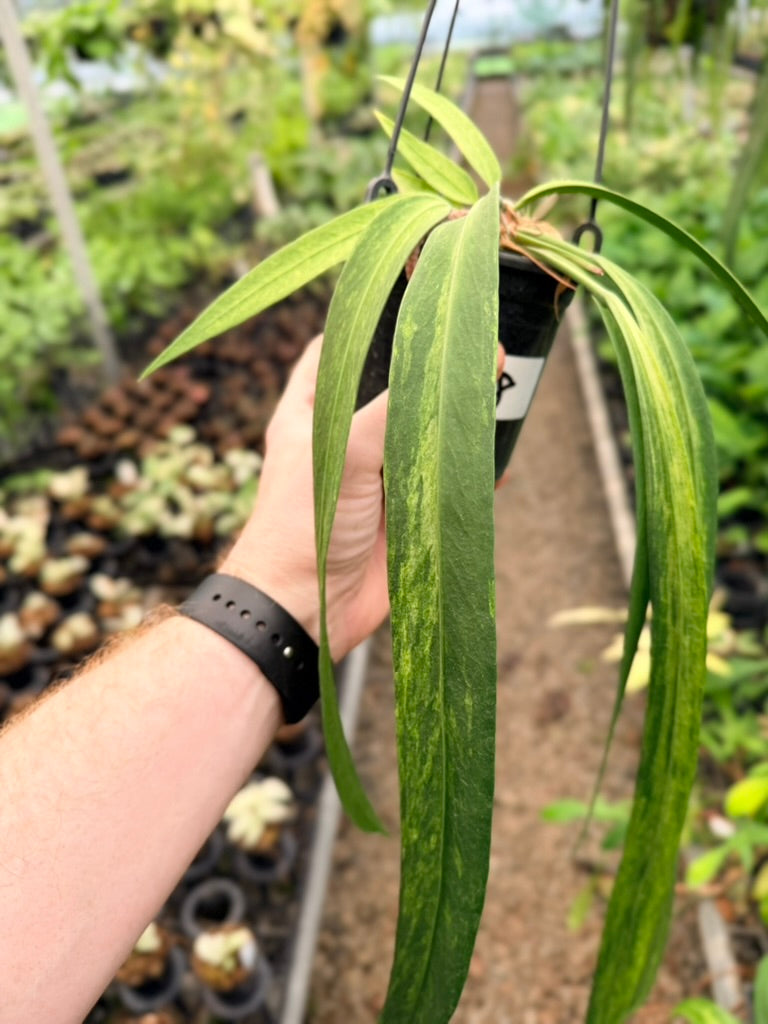 Handpicked #18 - Anthurium Vittariifolium Variegata