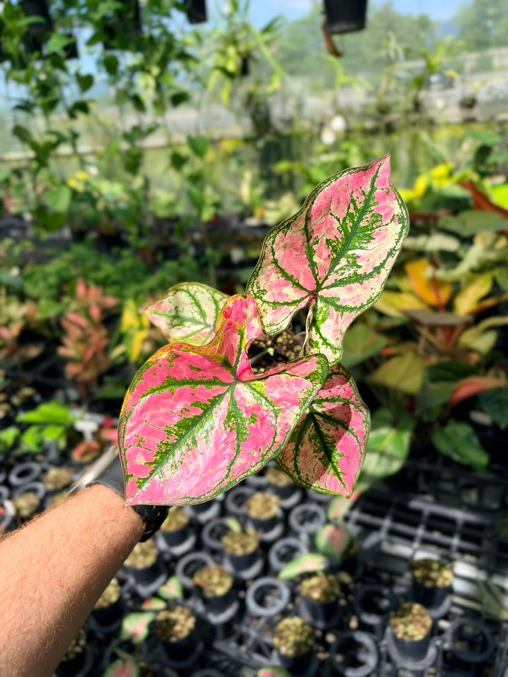 Caladium Bicolor - Purple Light