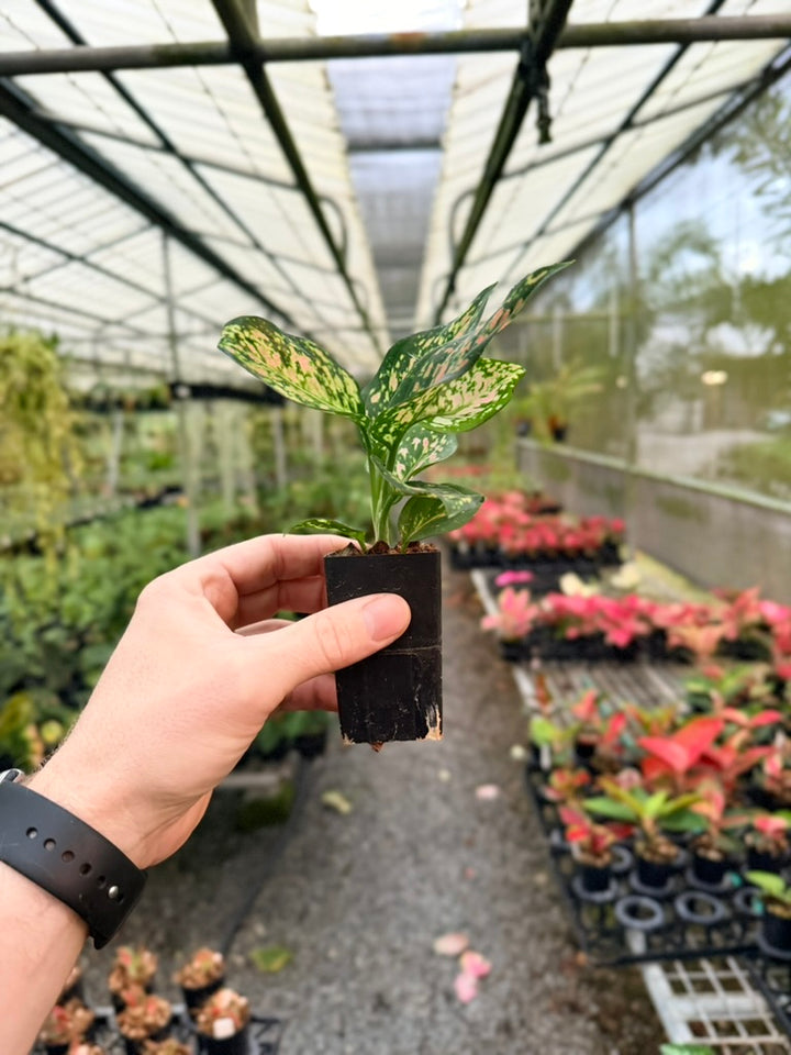 Aglaonema Commutatum - Anyamanee - MINI