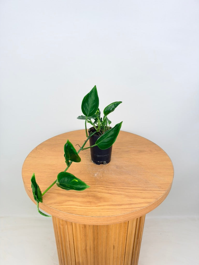 Epipremnum Aureum - Shangri La