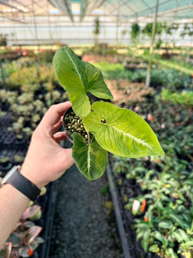 Handpicked #41 - Syngonium Wendlandii - Scrambled Eggs