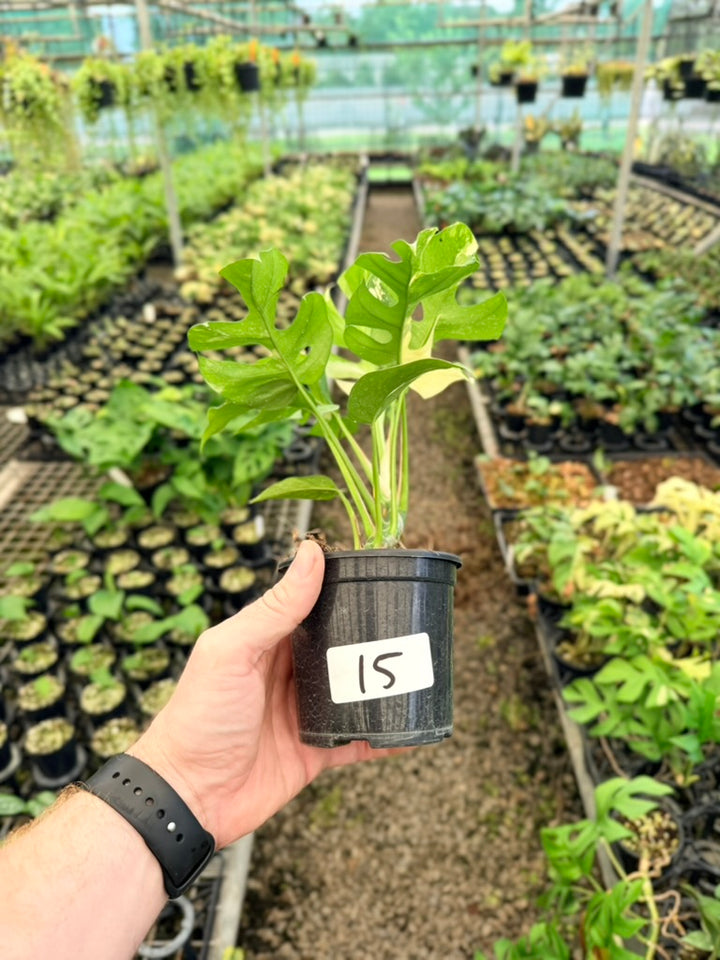 Handpicked #15 - Rhaphidophora Tetrasperma Variegata Albo