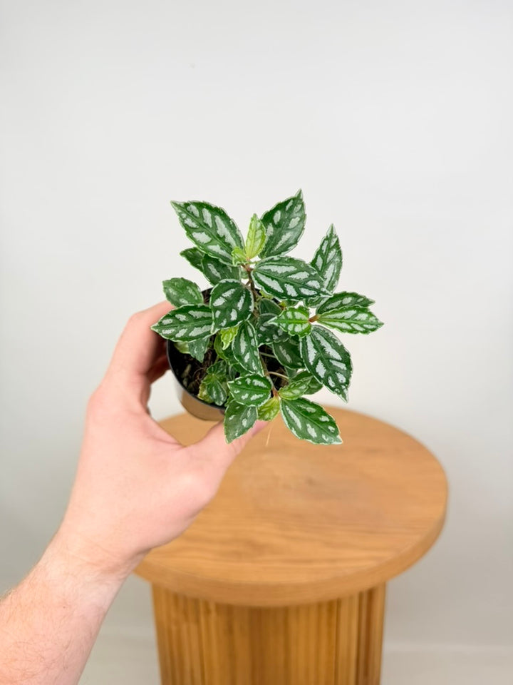 Pilea Cadierei