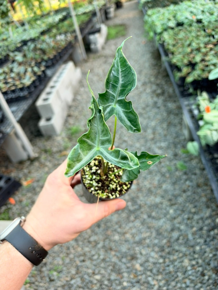 Alocasia Teletubbies