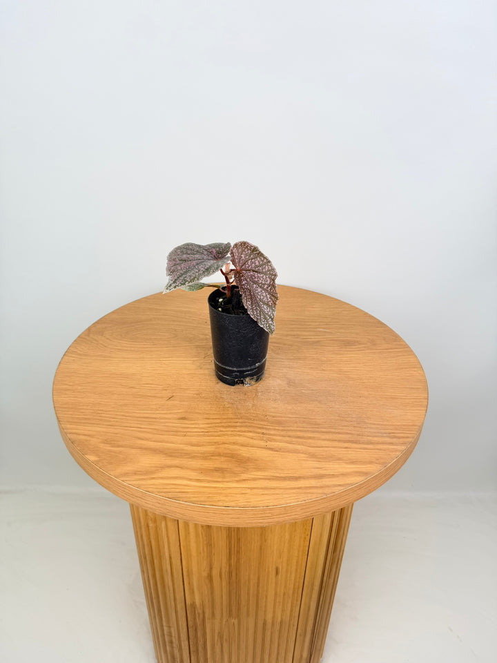 Begonia Maurice Amey