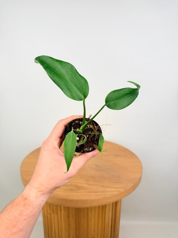 Monstera Burle Marx Flame