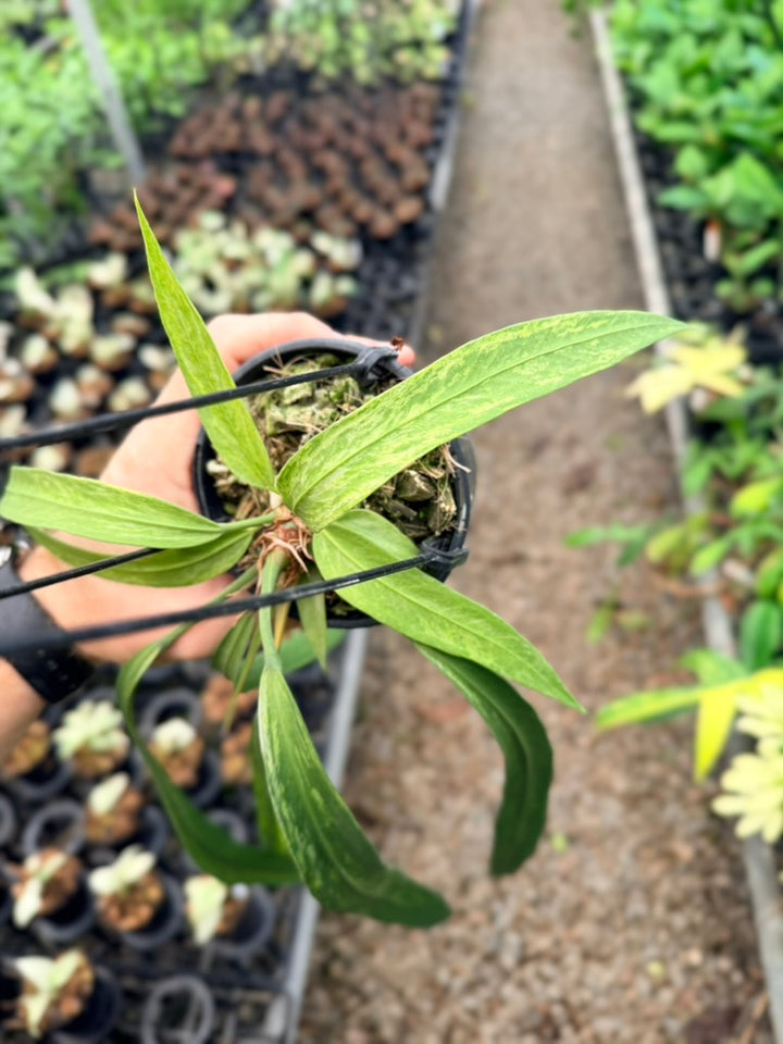 Handpicked #17 - Anthurium Vittariifolium Variegata