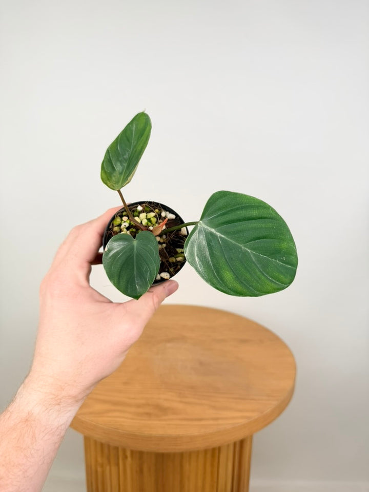 Philodendron Nangaritense - Fuzzy Petiole - Imperfect Foliage