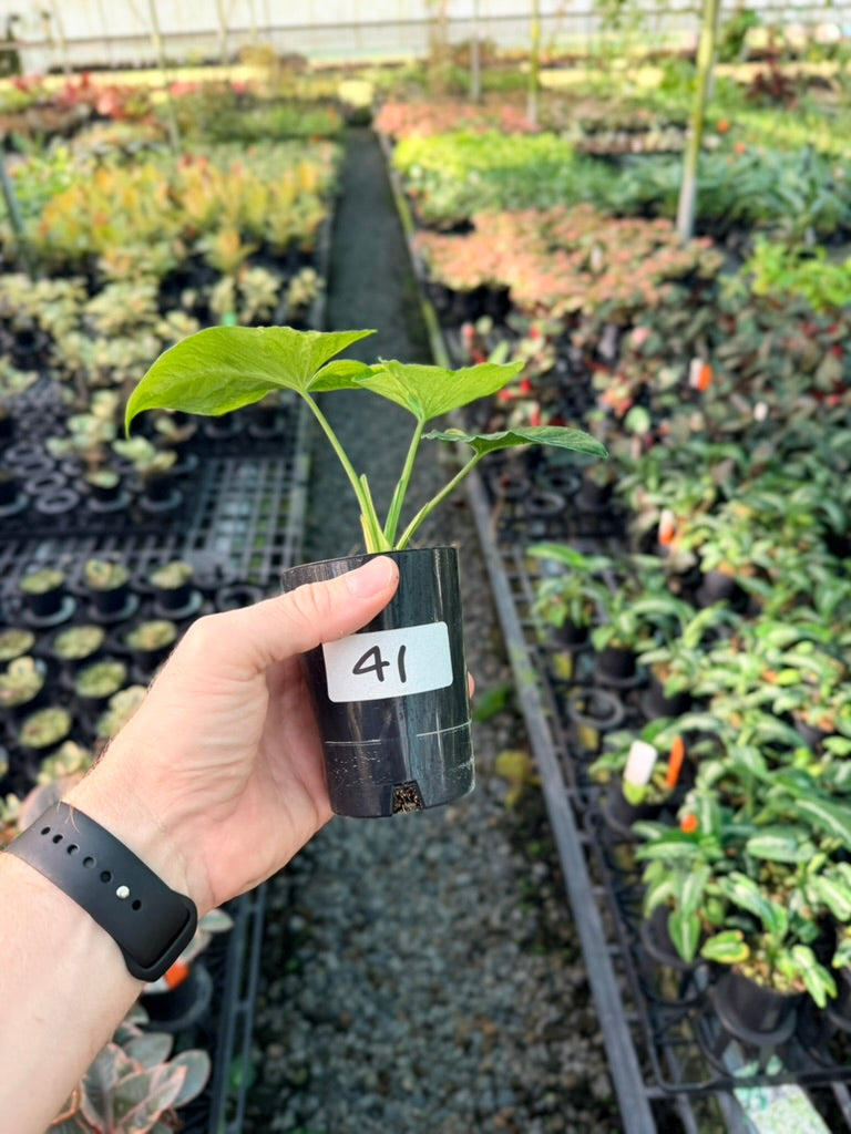 Handpicked #41 - Syngonium Wendlandii - Scrambled Eggs