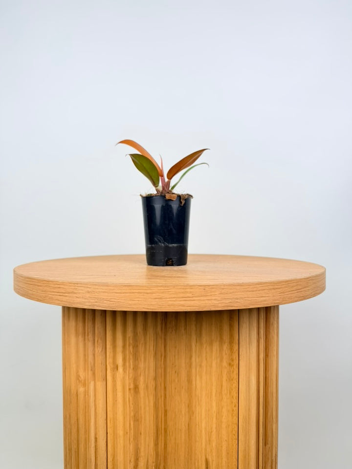 Philodendron Erubescens - Prince of Orange