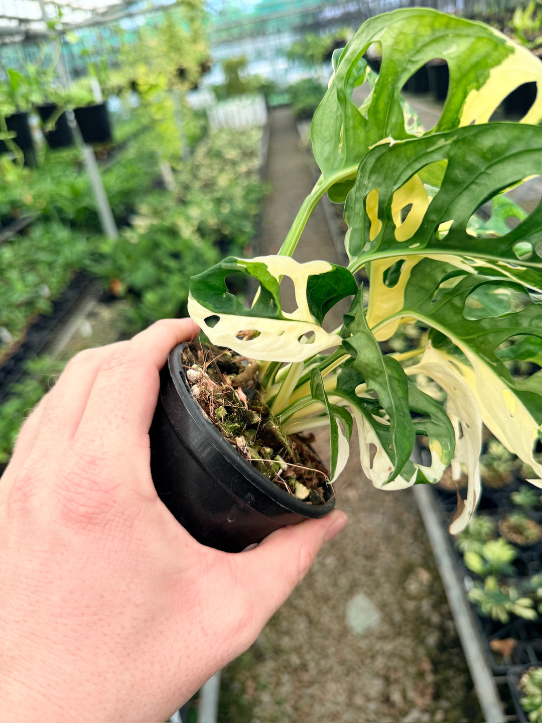 Handpicked #126 - Monstera Adansonii - Monkey Mask - Variegated Albo - Double Planted