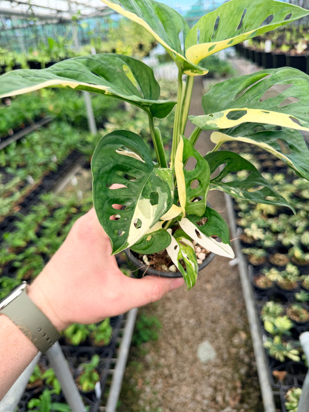 Handpicked #127 - Monstera Adansonii - Monkey Mask - Variegated Albo - Double Planted