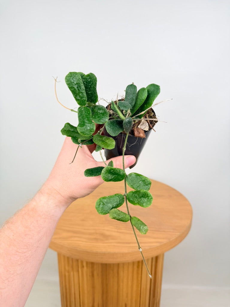 Hoya Rotundiflora
