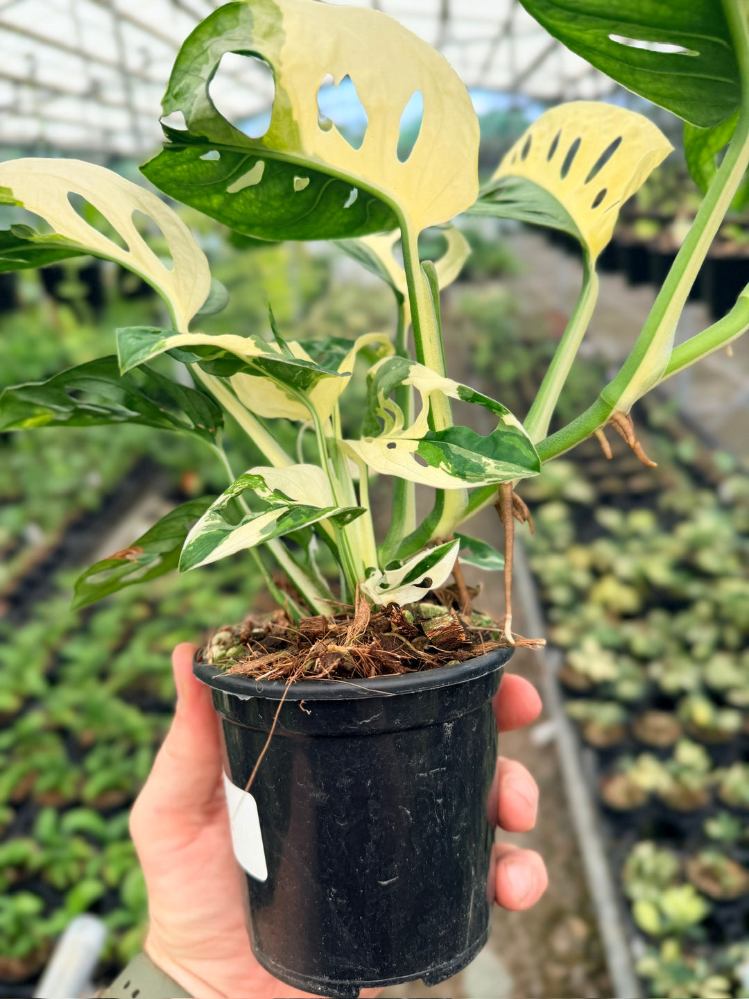 Handpicked #122 - Monstera Adansonii - Monkey Mask - Variegated Albo - Double Planted