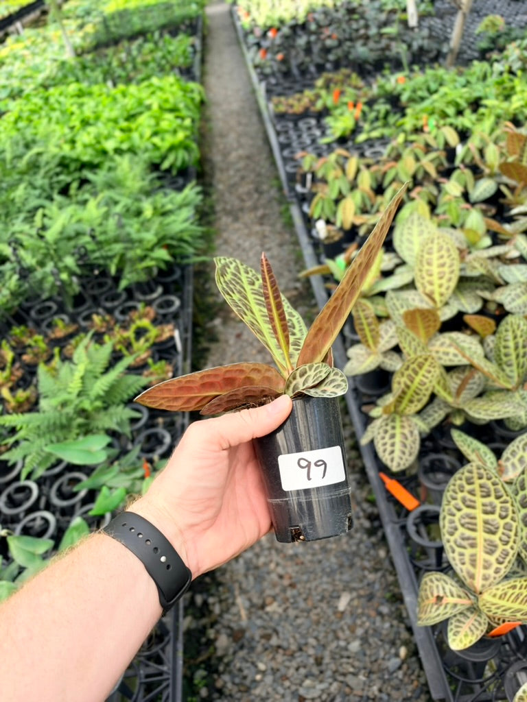 Handpicked #99 - Labisia Beccarii - Turtleback