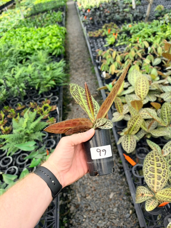 Handpicked #99 - Labisia Beccarii - Turtleback