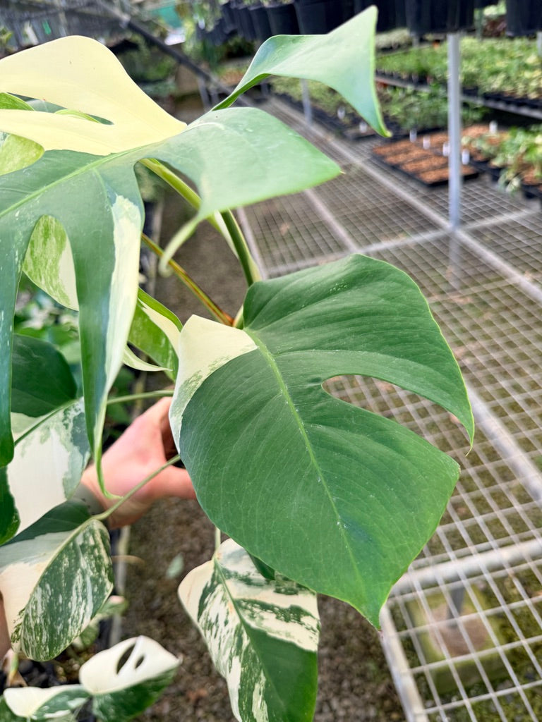Handpicked #132 - Monstera Deliciosa Borsigiana Variegated Albo