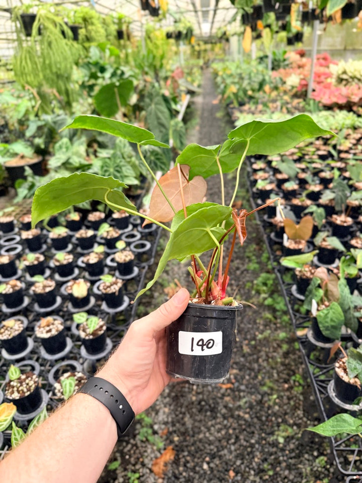 Handpicked #140 - Anthurium Crystallinum - Multi Headed
