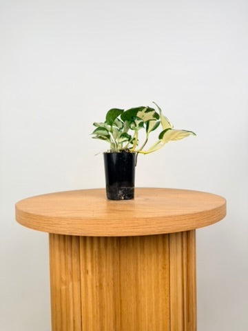 Epipremnum Aureum - Manjula