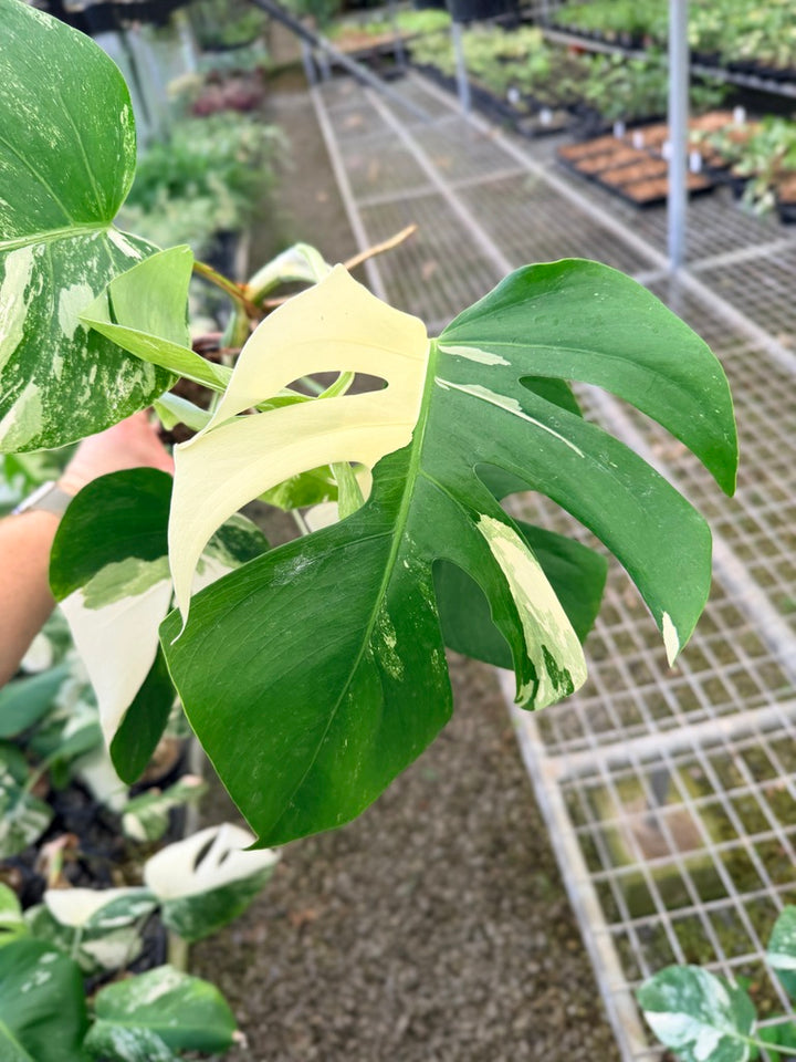 Handpicked #132 - Monstera Deliciosa Borsigiana Variegated Albo