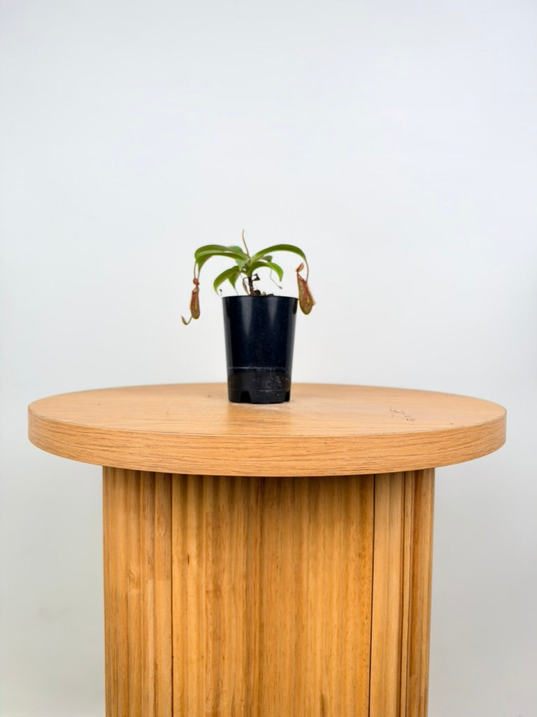Nepenthes Gentle - Imperfect Foliage