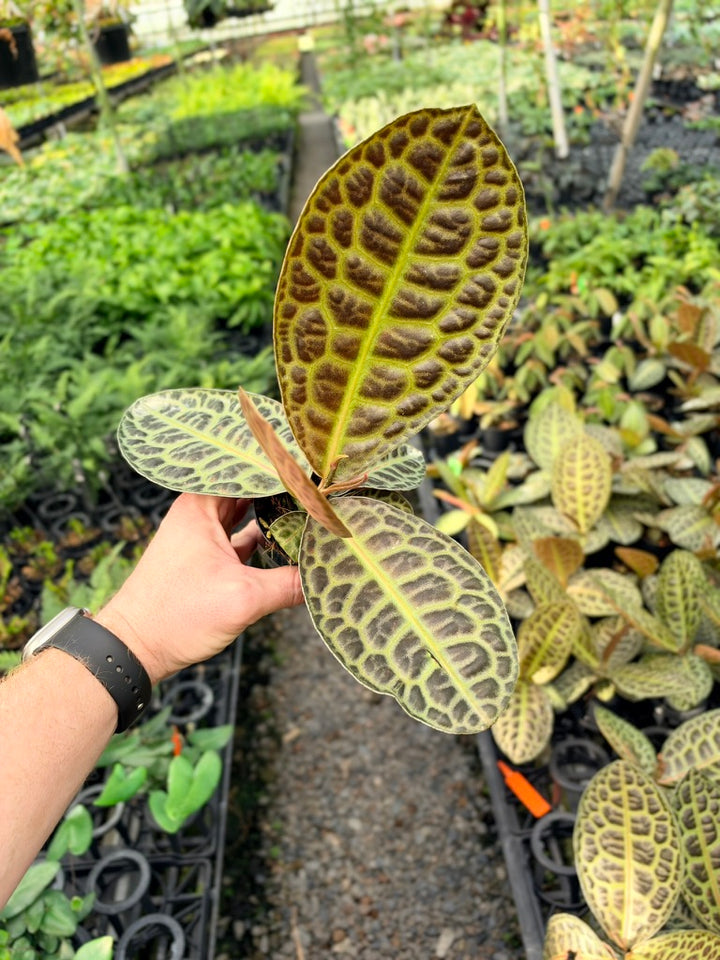 Handpicked #96 - Labisia Beccarii - Turtleback
