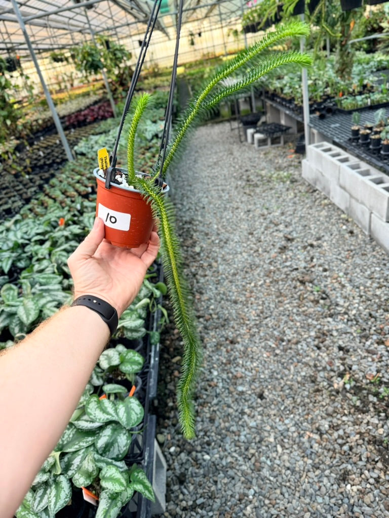 Handpicked #10 - Phlegmariurus squarrosus [Huperzia Squarrosa] - Thailand Large Rock Tassel Fern