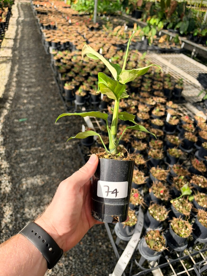 Handpicked #74 - Aglaonema Modestum Variegata