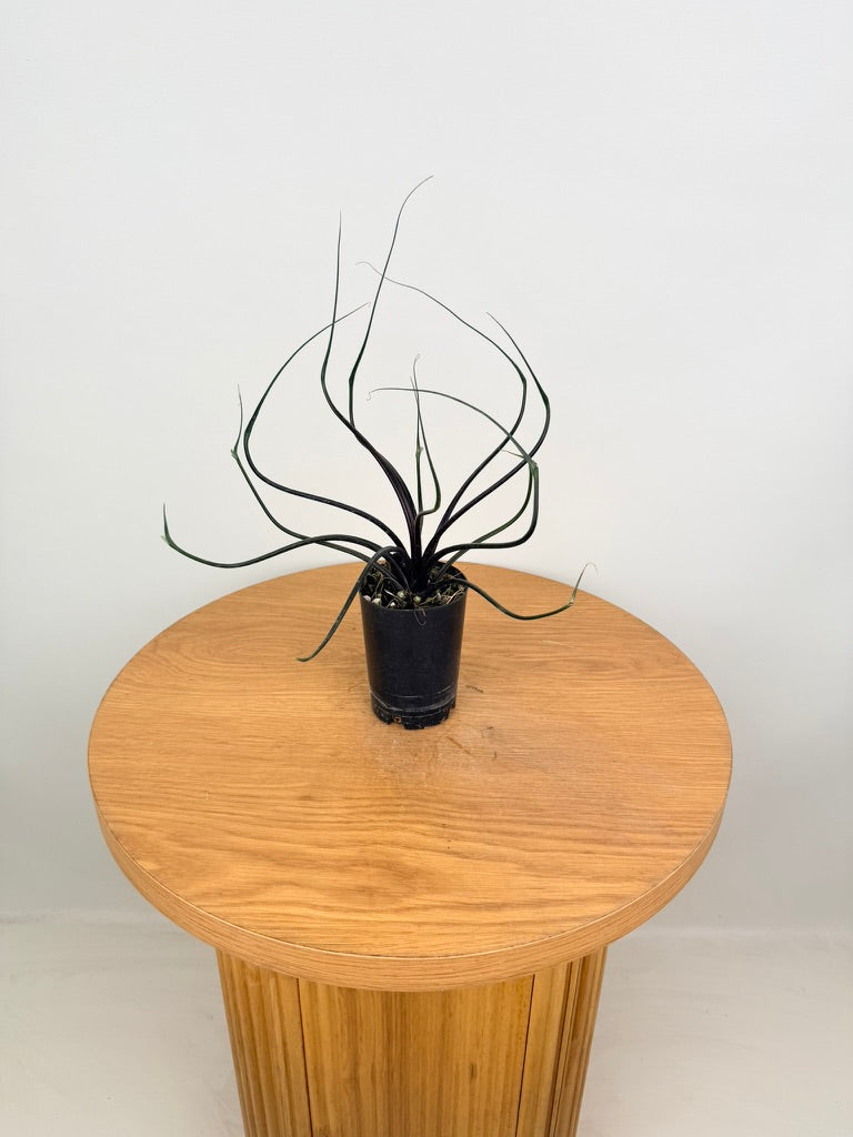 Alocasia Plumbea - Flying Squid 🦑