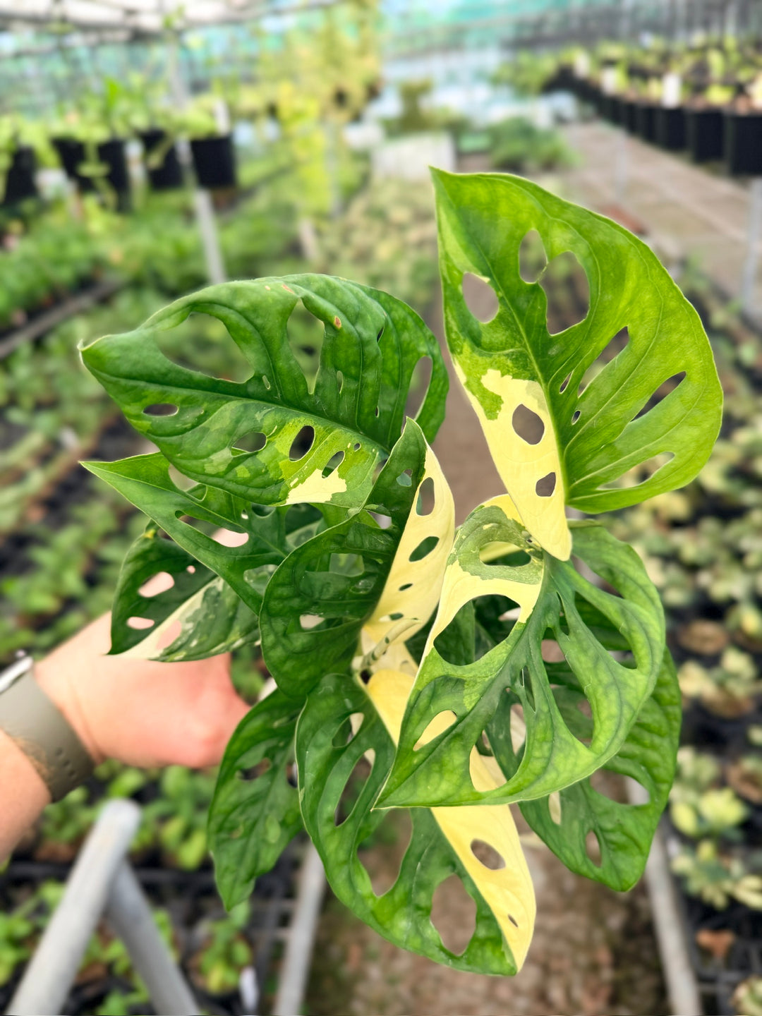 Handpicked #124 - Monstera Adansonii - Monkey Mask - Variegated Albo - Double Planted