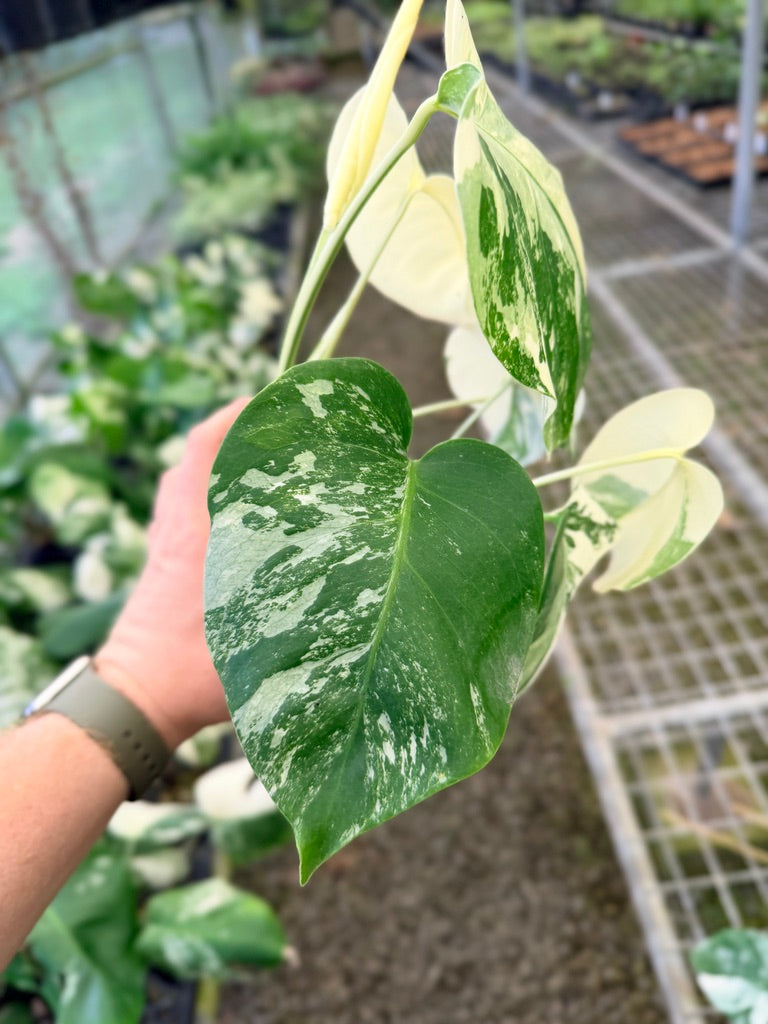 Handpicked #136 - Monstera Deliciosa Borsigiana Variegated Albo
