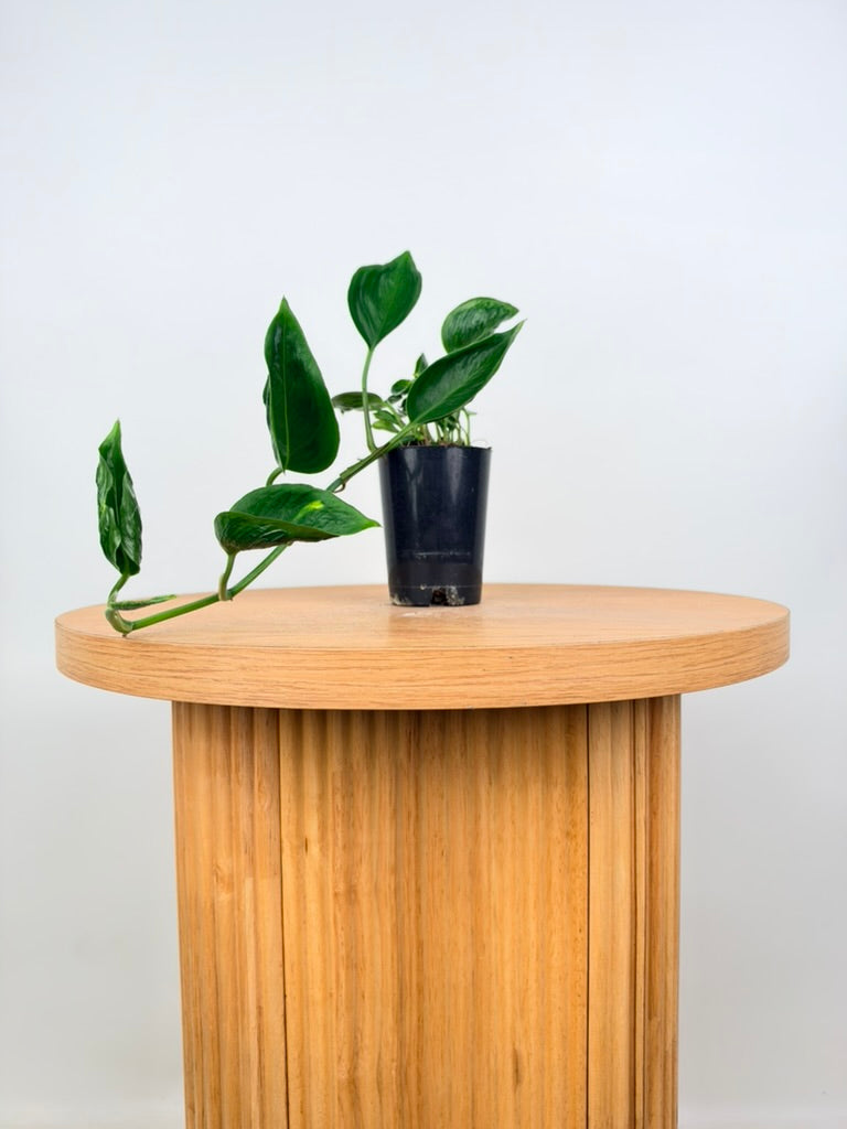 Epipremnum Aureum - Shangri La