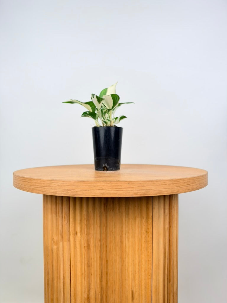 Epipremnum Aureum - Manjula
