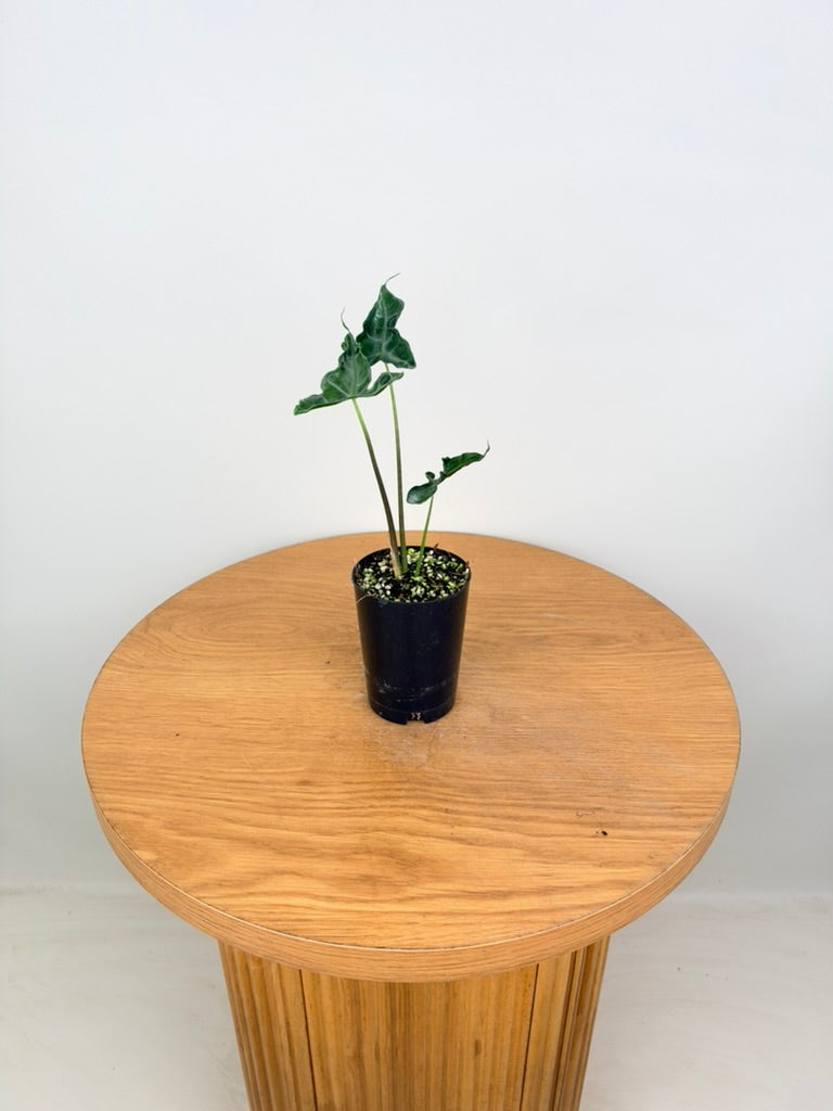 Alocasia Teletubbies