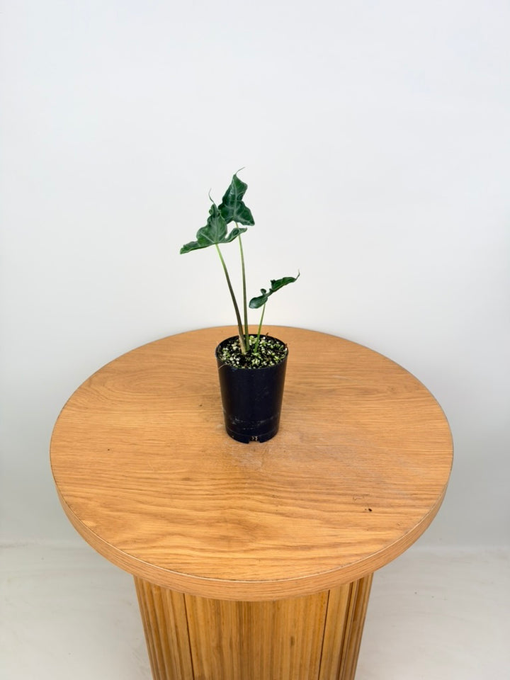 Alocasia Teletubbies