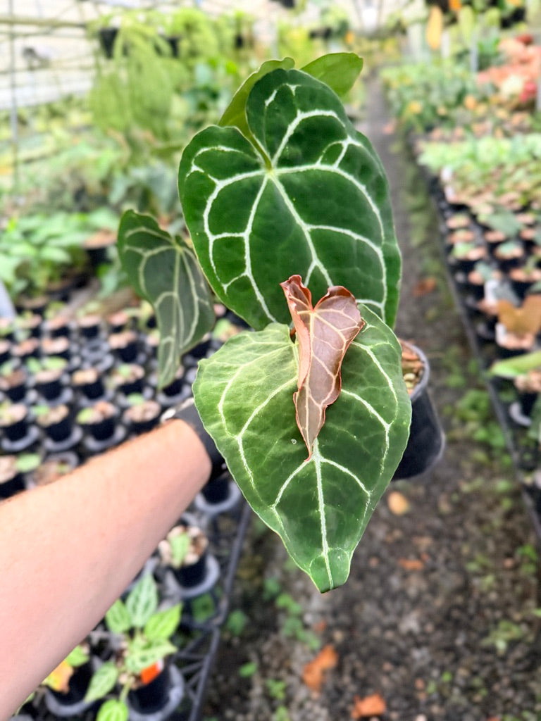 Handpicked #137 - Anthurium Crystallinum - Multi Headed