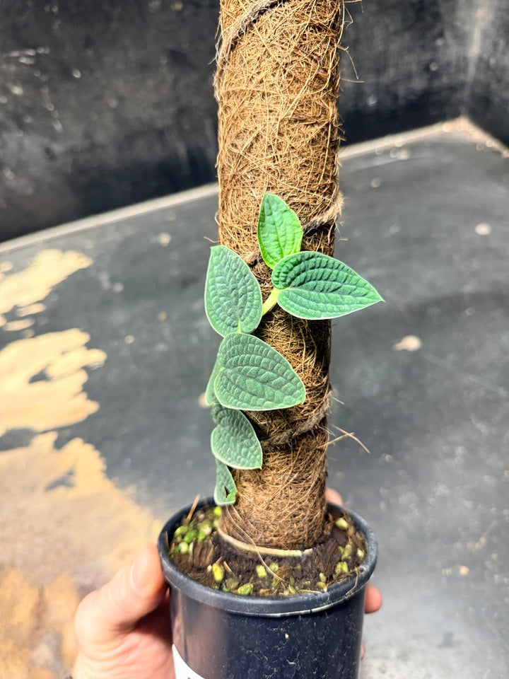 Handpicked #93 - Rhaphidophora Versteegii Totem - 100mm Pot
